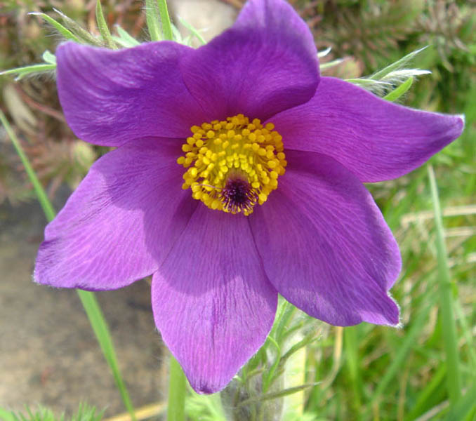 Pulsatilla vulgaris photo
